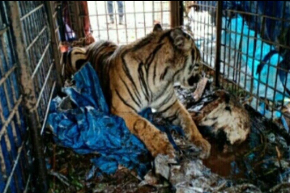 BKSDA Riau evakuasi harimau sumatera di Pelangiran