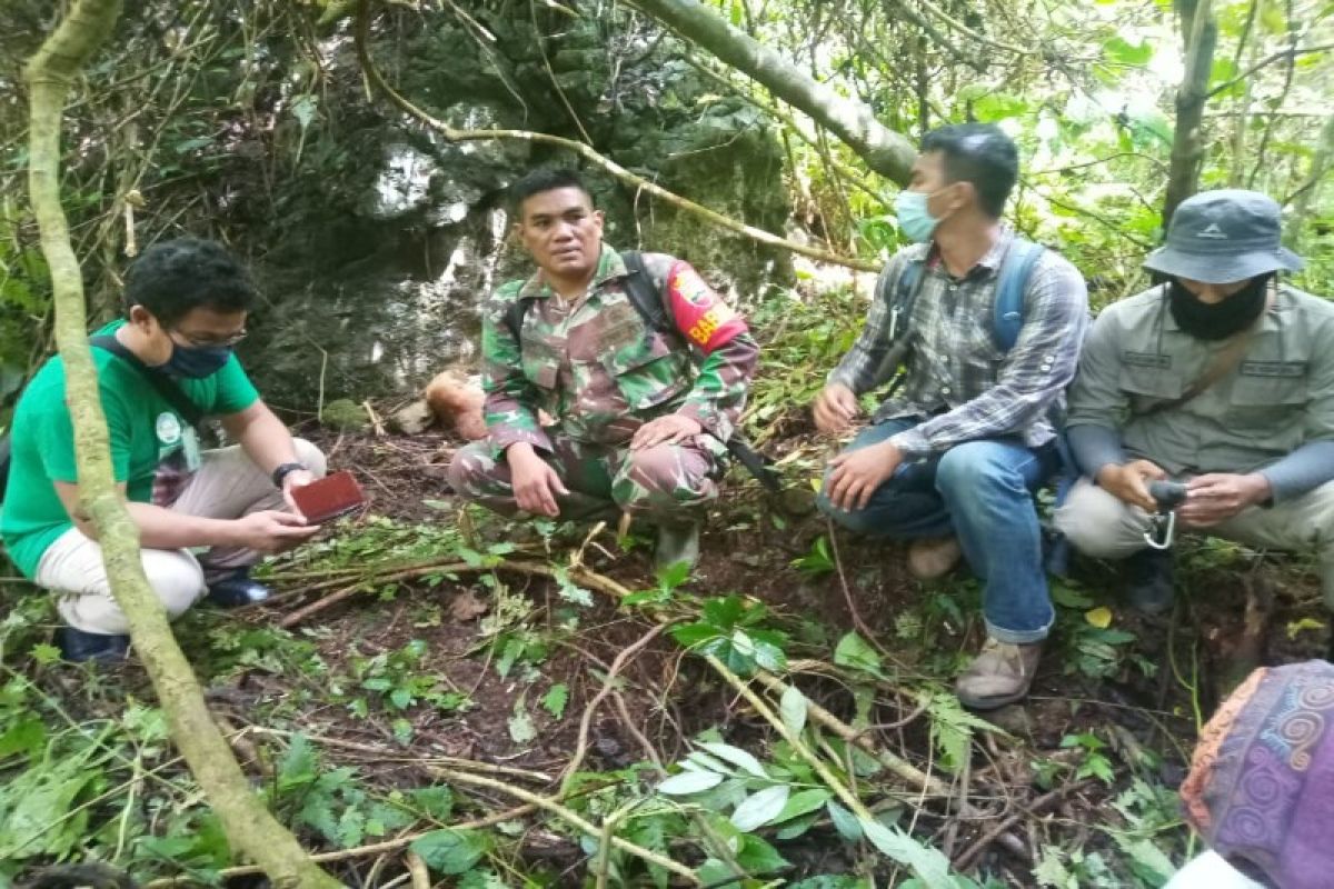 Pengusiran harimau pasca mangsa sapi warga Bahorok Langkat dengan petasan