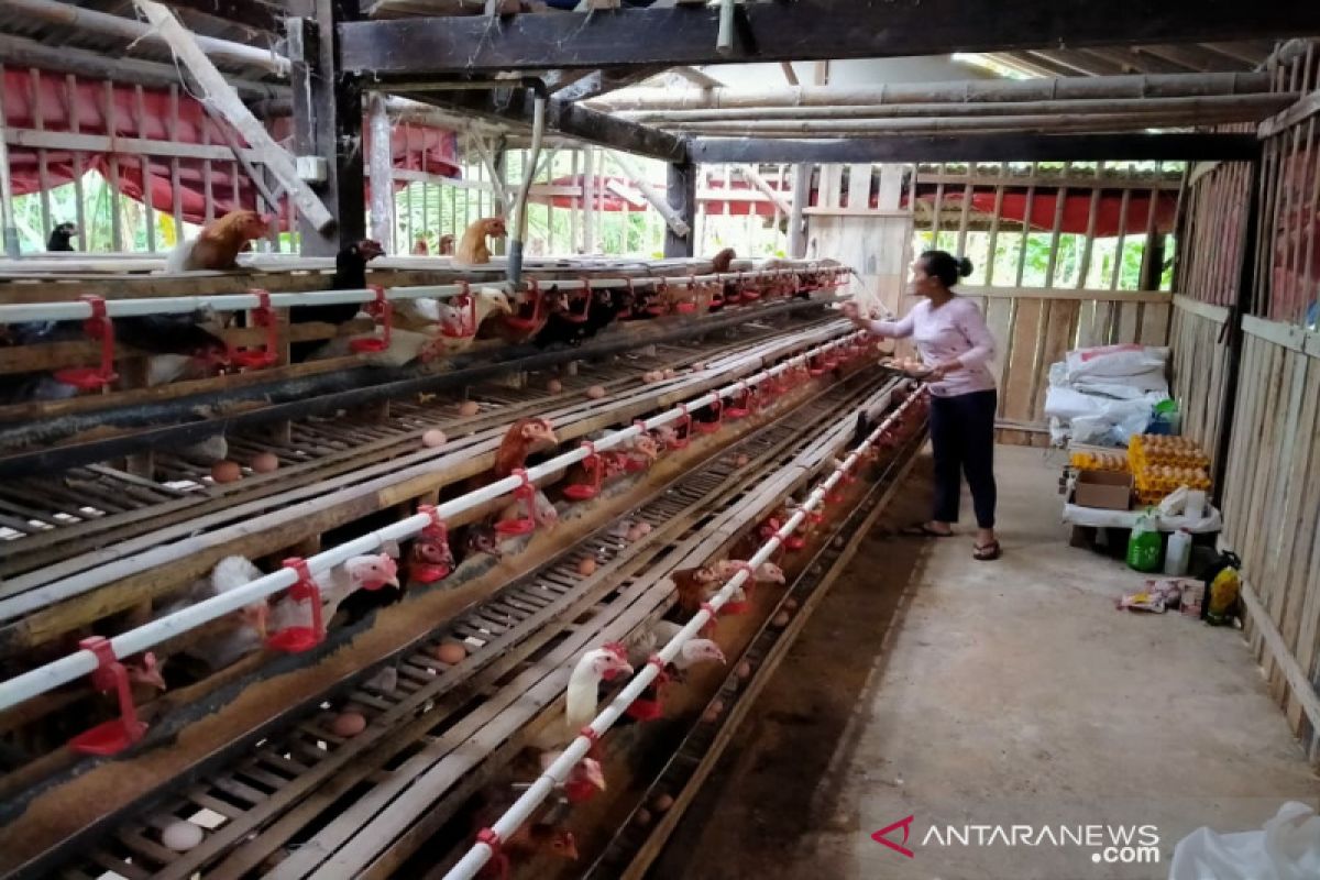 DPP Kulon Progo bantu budi daya ayam buras kepada 15 kelompok tani