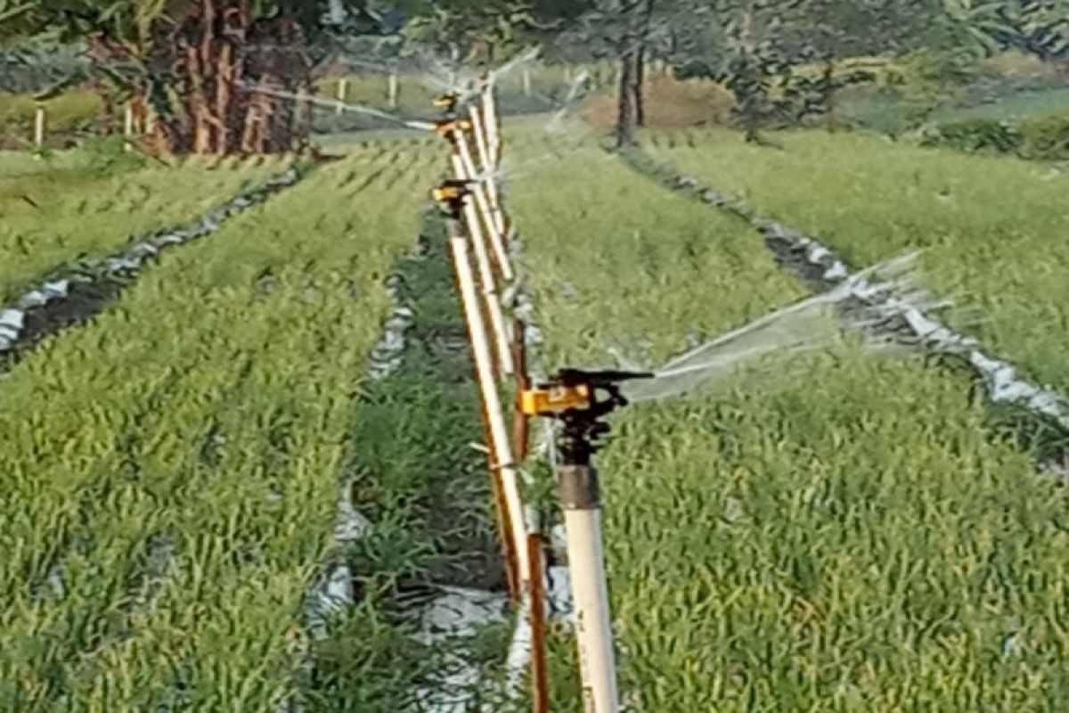 Petani Kulon Progo terapkan irigasi "spinkler" di lahan tumpangsari