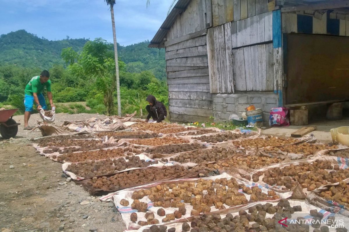 Harga gambir di Pesisir Selatan anjlok ke angka paling rendah, ladang gambir mulai ditelantarkan