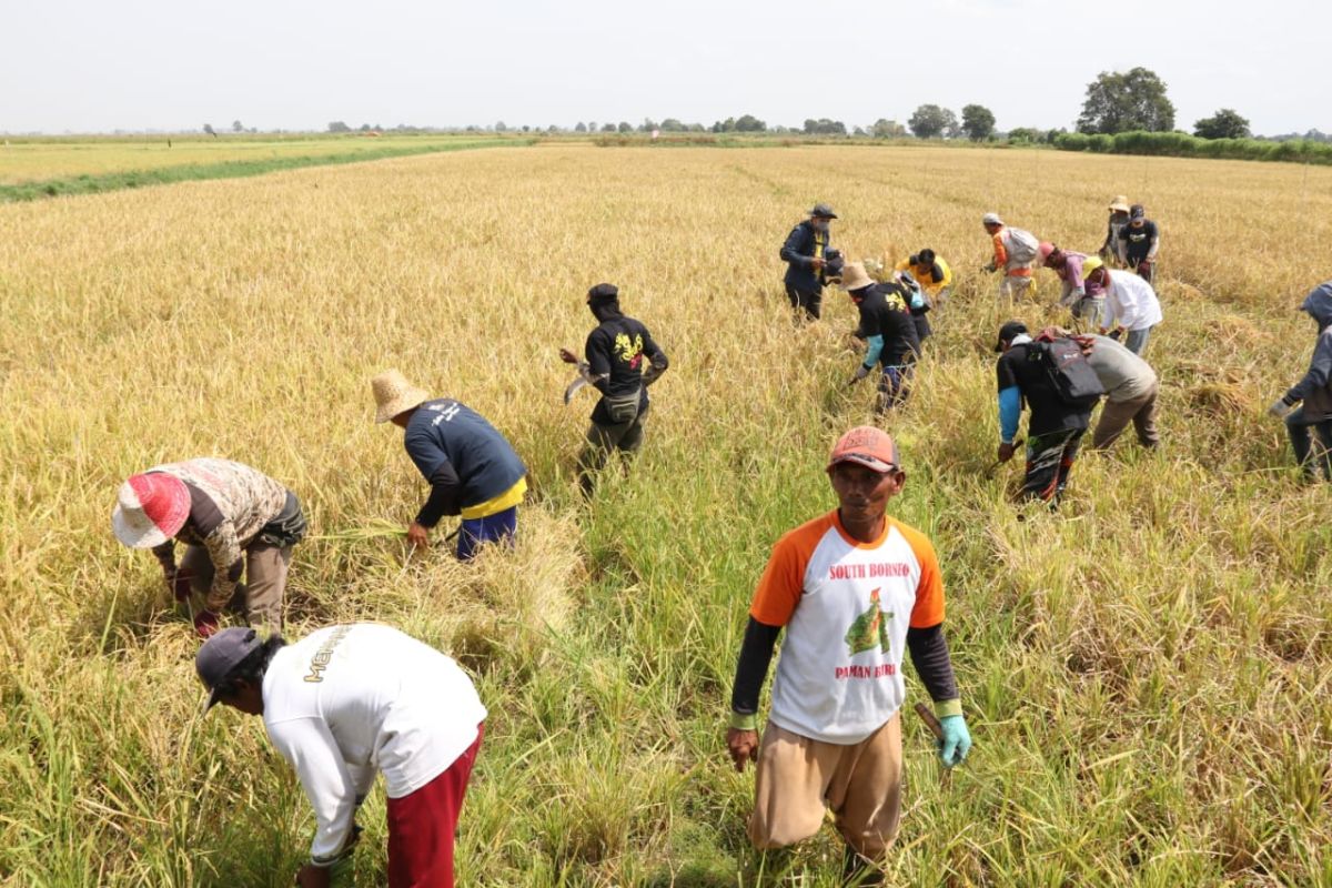 Kalsel sambut antusias rencana cetak sawah BUMN