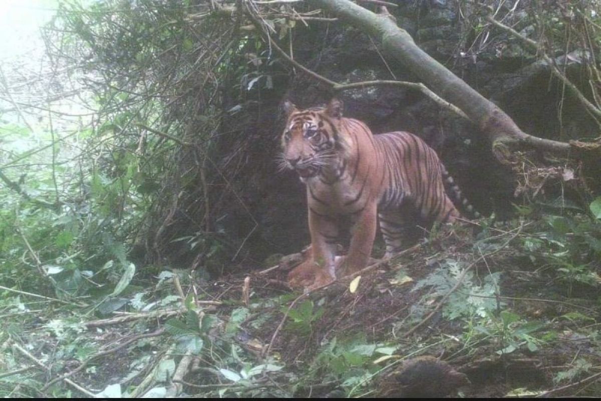 Ini kisah enam warga dihadang tiga Harimau Sumatera, memanjat pohon dan sembunyi di pondok