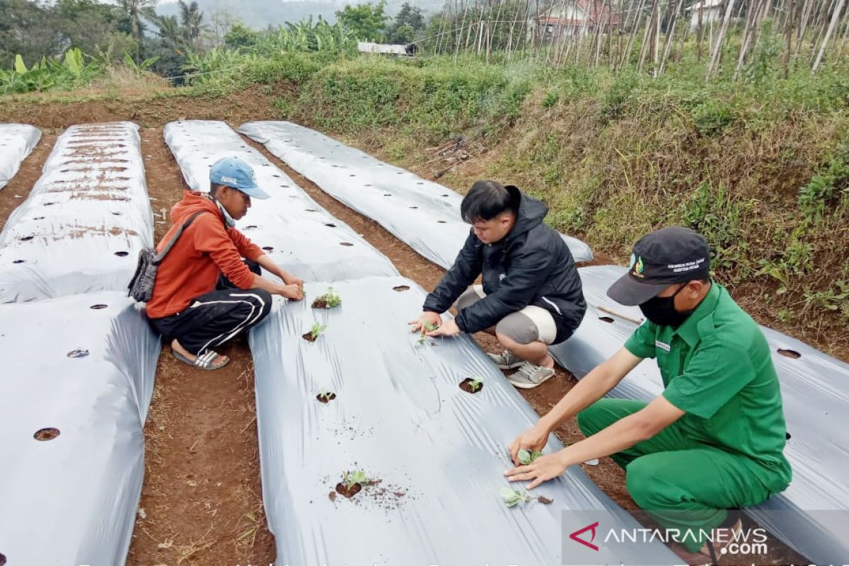 Mahasiswa Polbangtan ajak petani gunakan teknologi GAP saat pandemi