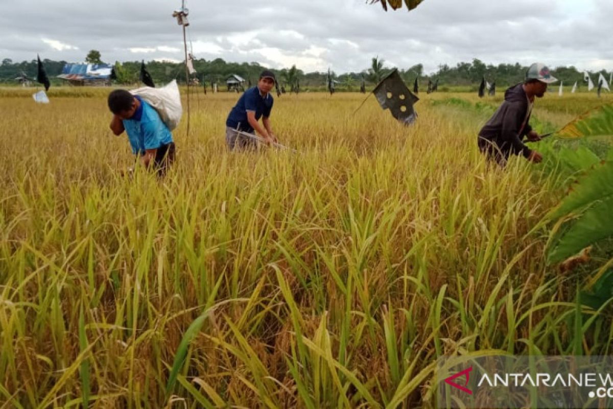 Mentan minta petani tetap berproduksi agar tidak terjadi krisis pangan