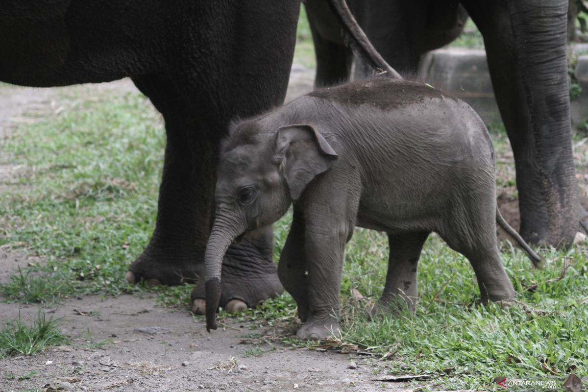 Kelahiran Anak Gajah Sumatera Antara News Kelahiran Anak Gajah Sumatera Antara News