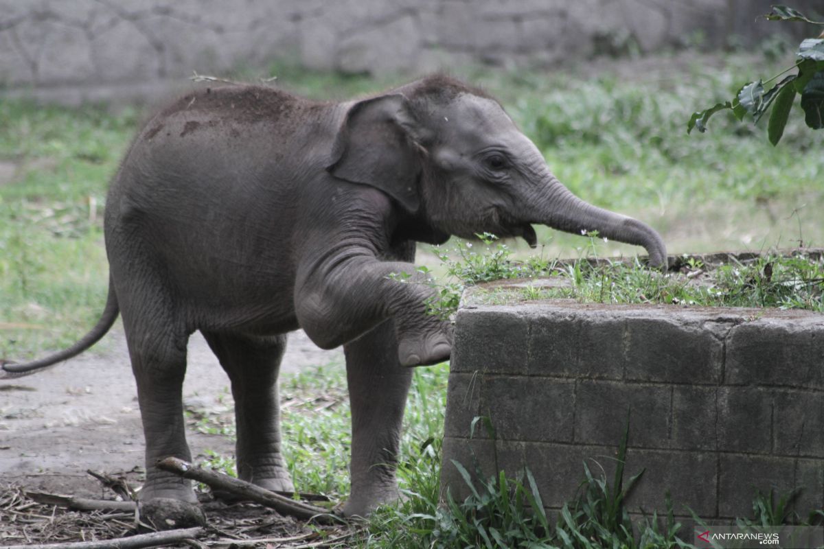 Kelahiran Anak Gajah Sumatera Antara News Kelahiran Anak Gajah Sumatera Antara News