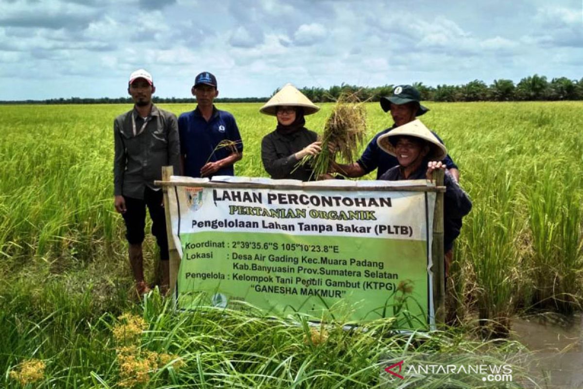 Akademisi: Rencana lahan gambut untuk pangan punya nilai ekonomis