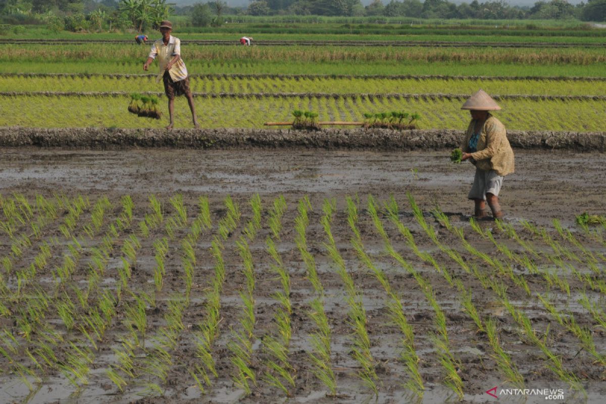 Kolinlamil antisipasi kelangkaan pangan akibat pandemik COVID-19