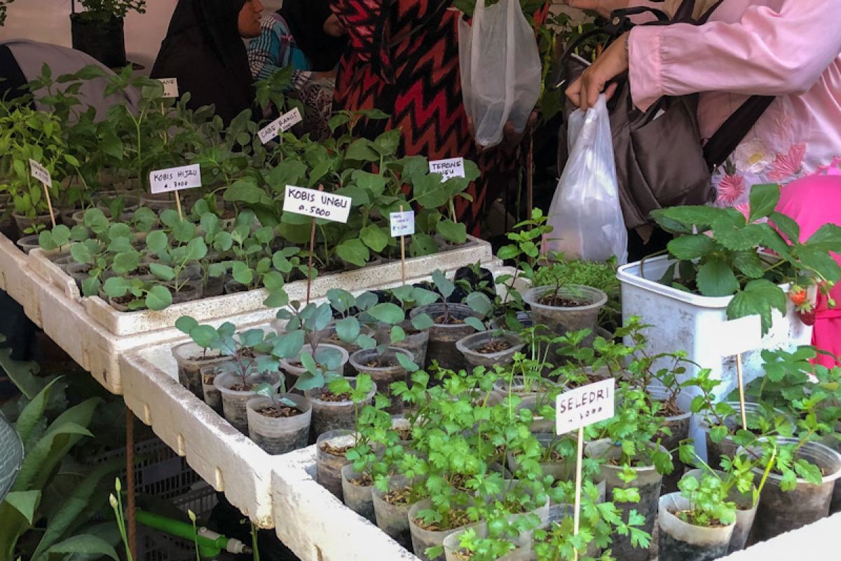 Kampung Sayur Yogyakarta dukung pemenuhan kebutuhan pangan saat pandemi COVID-19