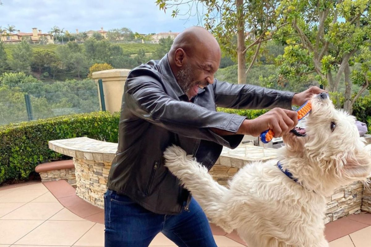 Viral di dunia maya, petinju legendaris Mike Tyson bakal naik ring lagi