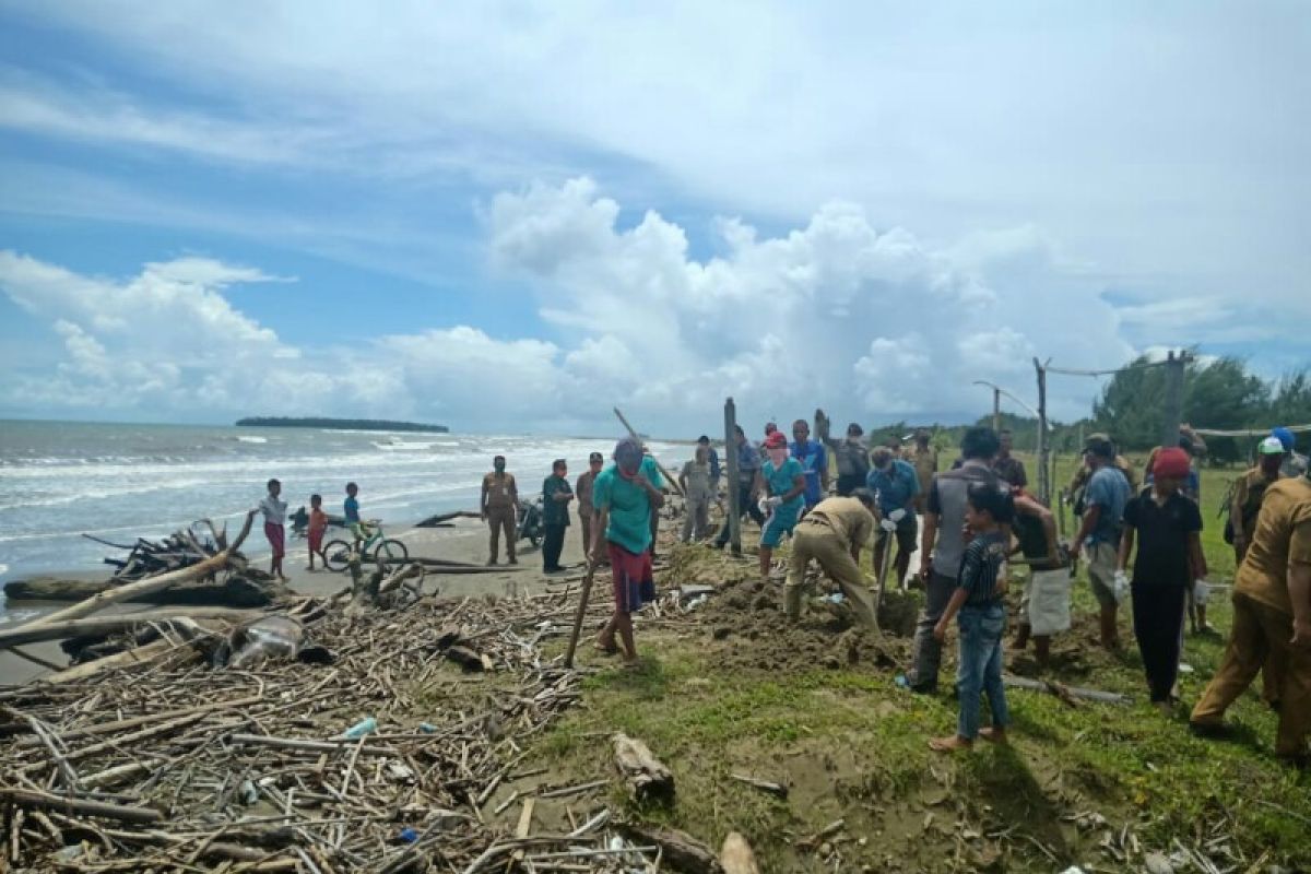 Bangkai babi berserakan di Pantai Tagaule Nias, pejabat dan warga gotong menguburinya