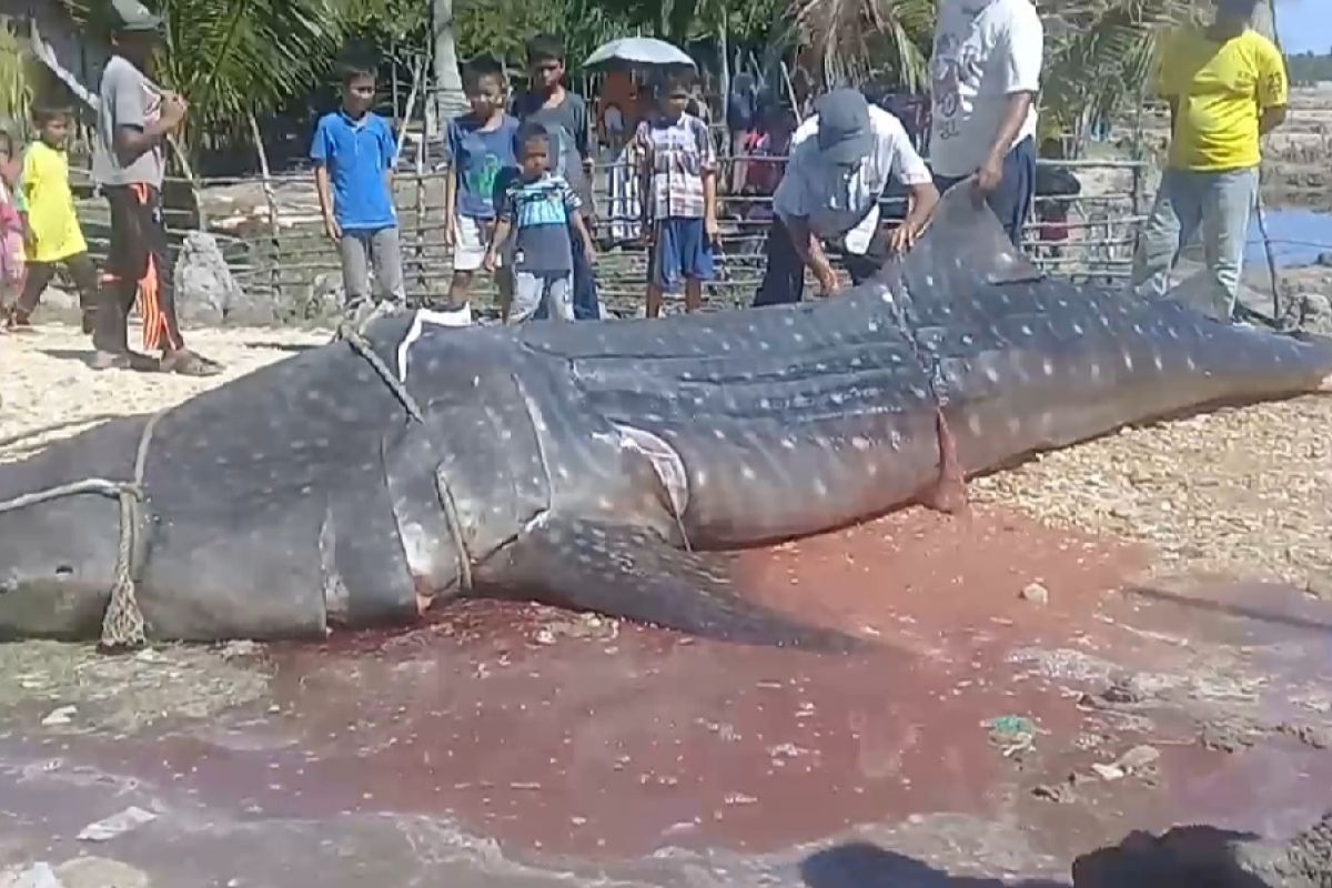 Hiu tutul mati setelah terdampar di pantai Aceh Timur