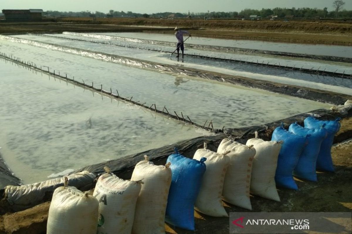 Digempur garam impor,  petani garam Jepara keluhkan produksi  tahun 2019 belum laku