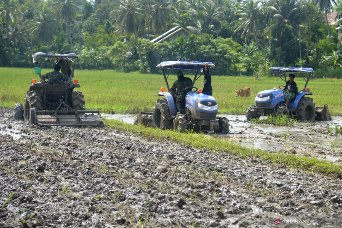 Petani di daerah ini targetkan panen padi tiga kali dalam setahun