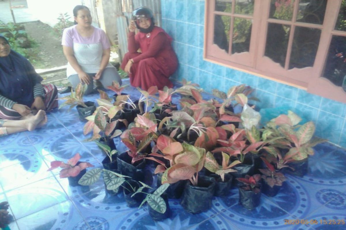 Polsek Binjai Barat amankan pencuri 50 batang bunga agloenema
