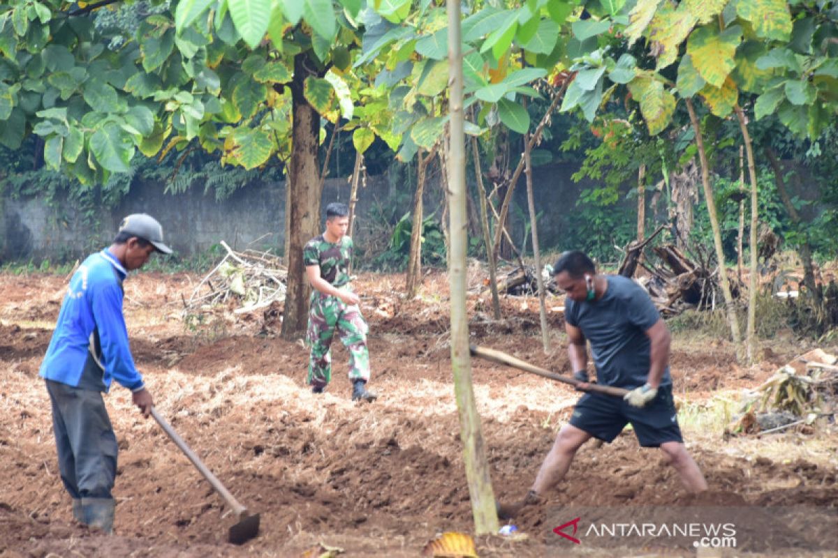 Lantamal VI  tanam ubi untuk stok pangan di tengah COVID-19