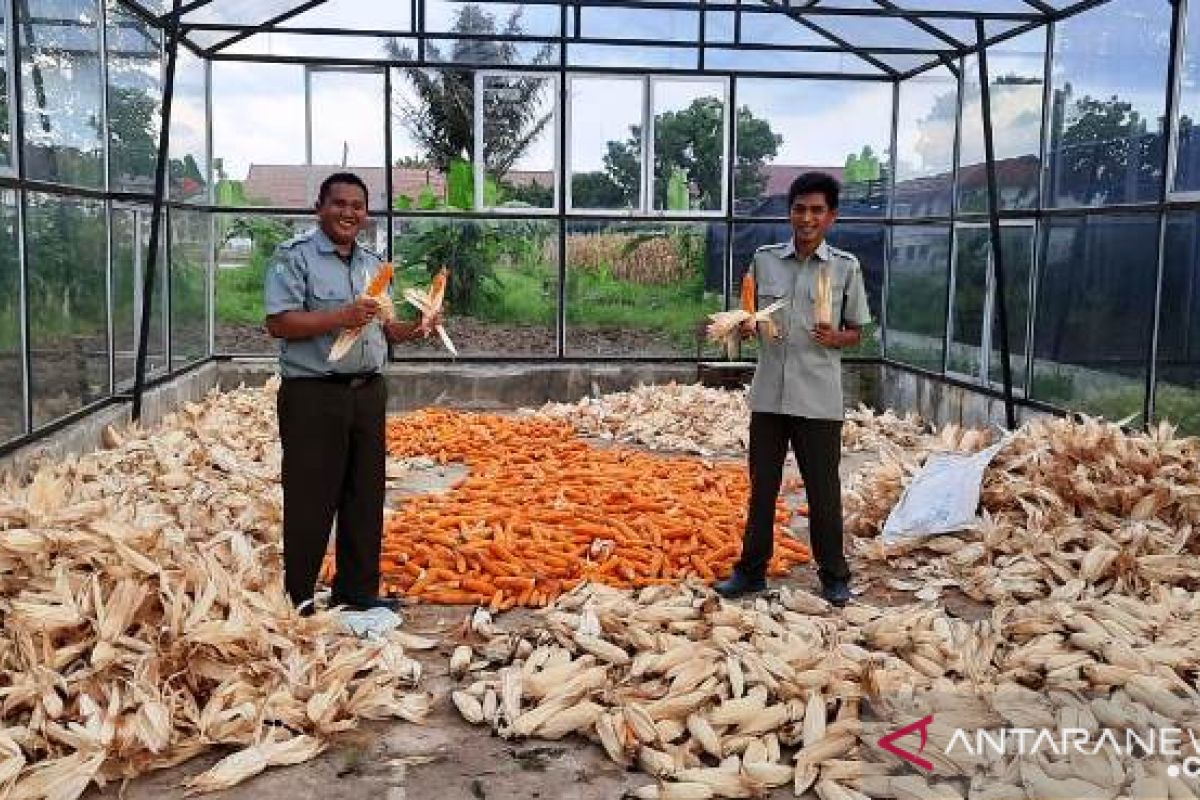 Polbangtan Medan bantu Kementan penuhi kebutuhan jagung pipil masyarakat