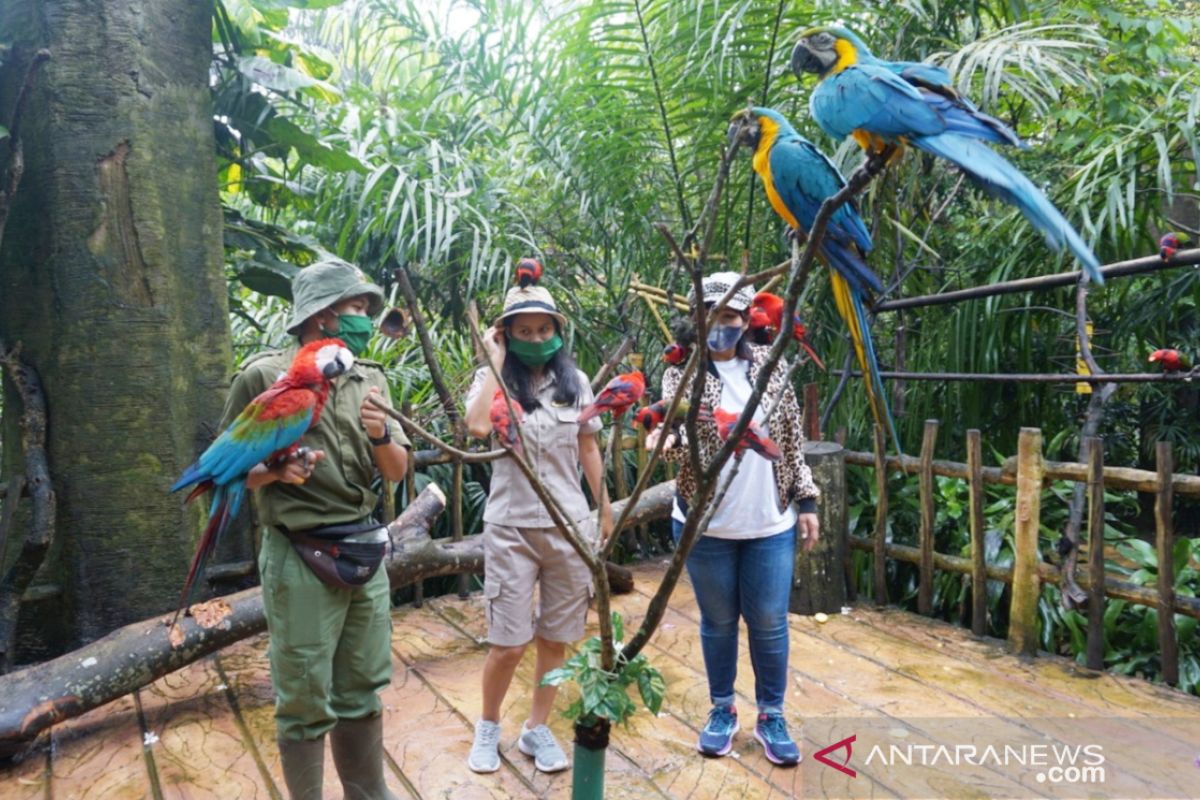 Cara unik Royal Safari Garden, wisata kebun binatang melalui siaran langsung instagram dan YouTube