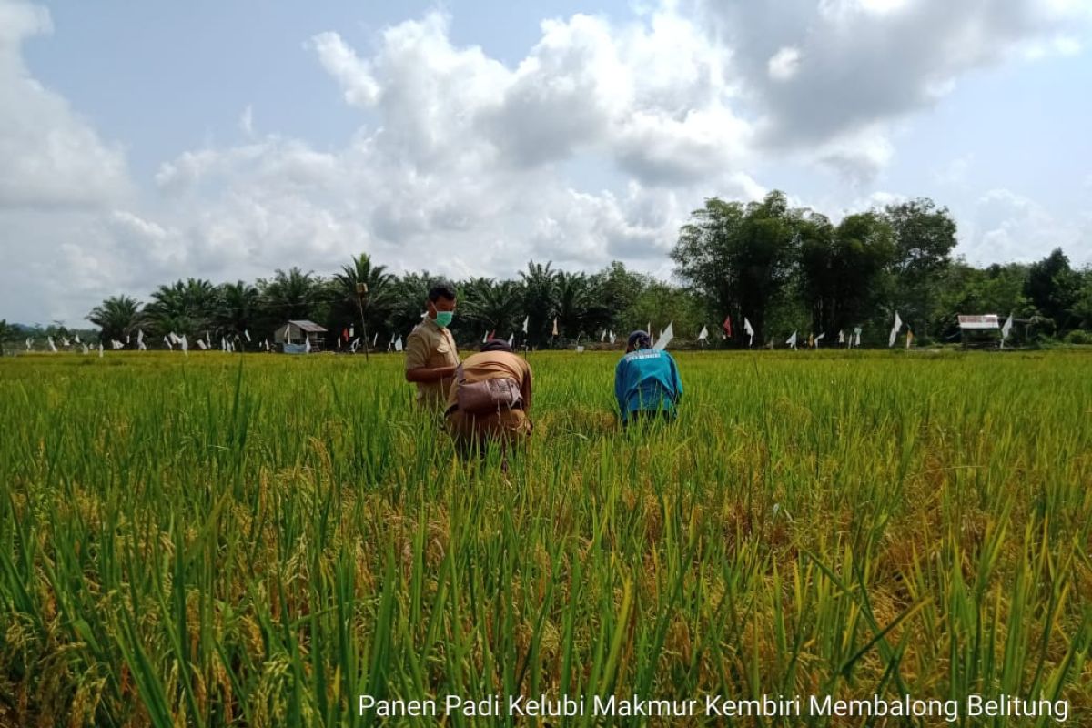 Produksi padi petani di Belitung meningkat di tengah pandemi COVID-19