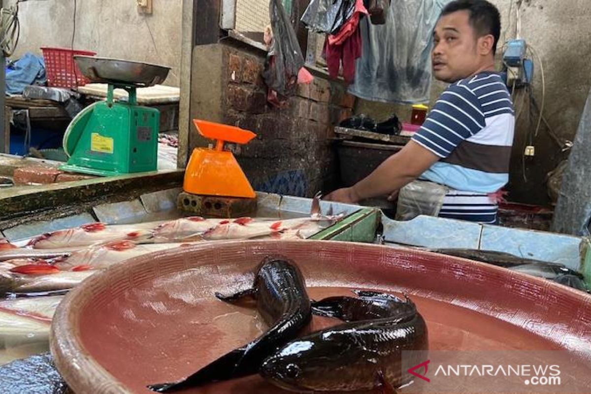 Harga ikan gabus segar di pasar tradisional Palembang turun Rp45.000/Kg
