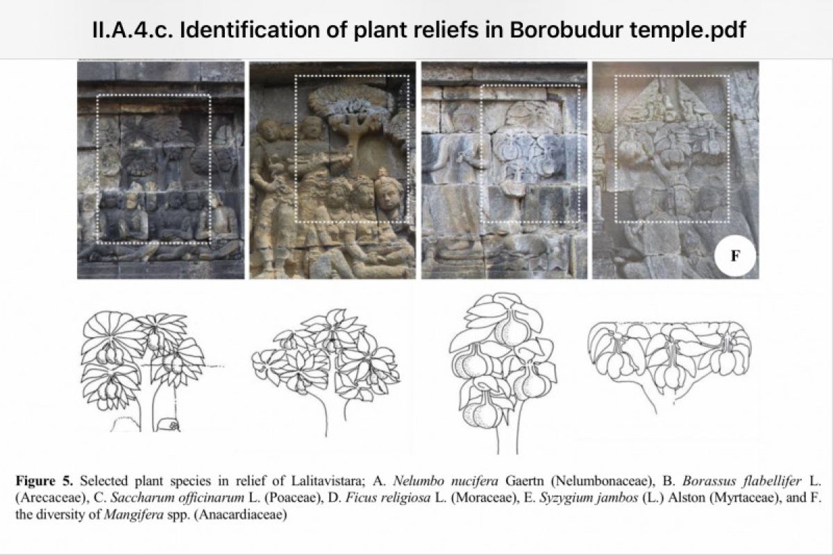 63 spesies tumbuhan era Jawa kuno terungkap dari relief Borobudur