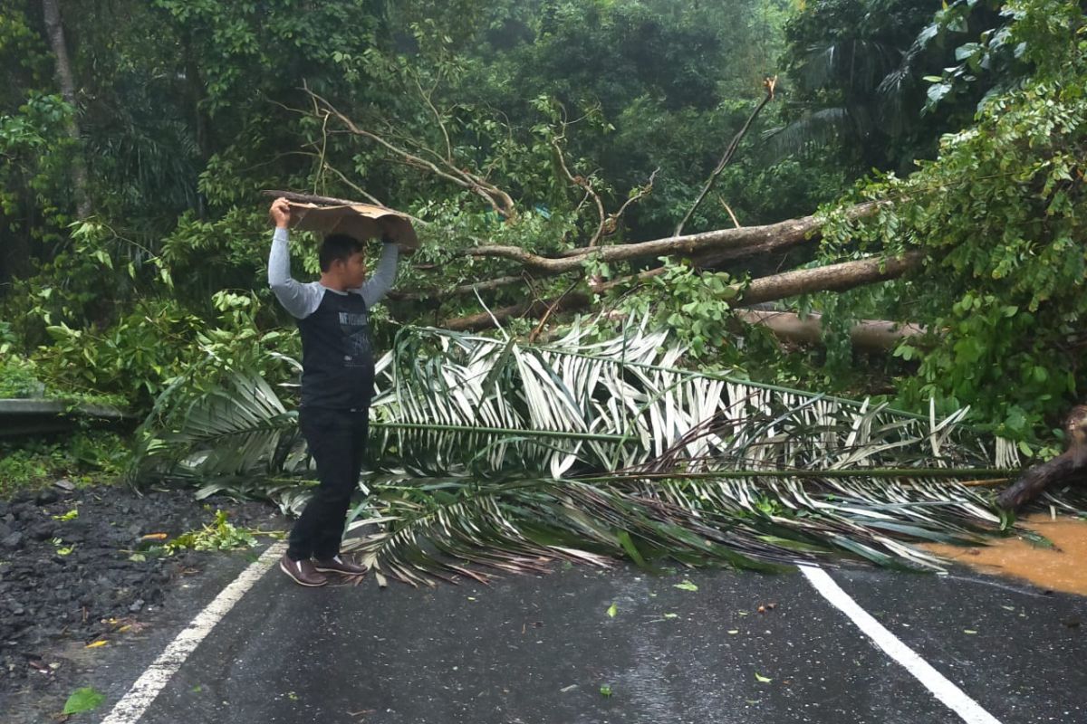 Pohon tumbang akibatkan kemacetan di Gunung Kulu Aceh Besar