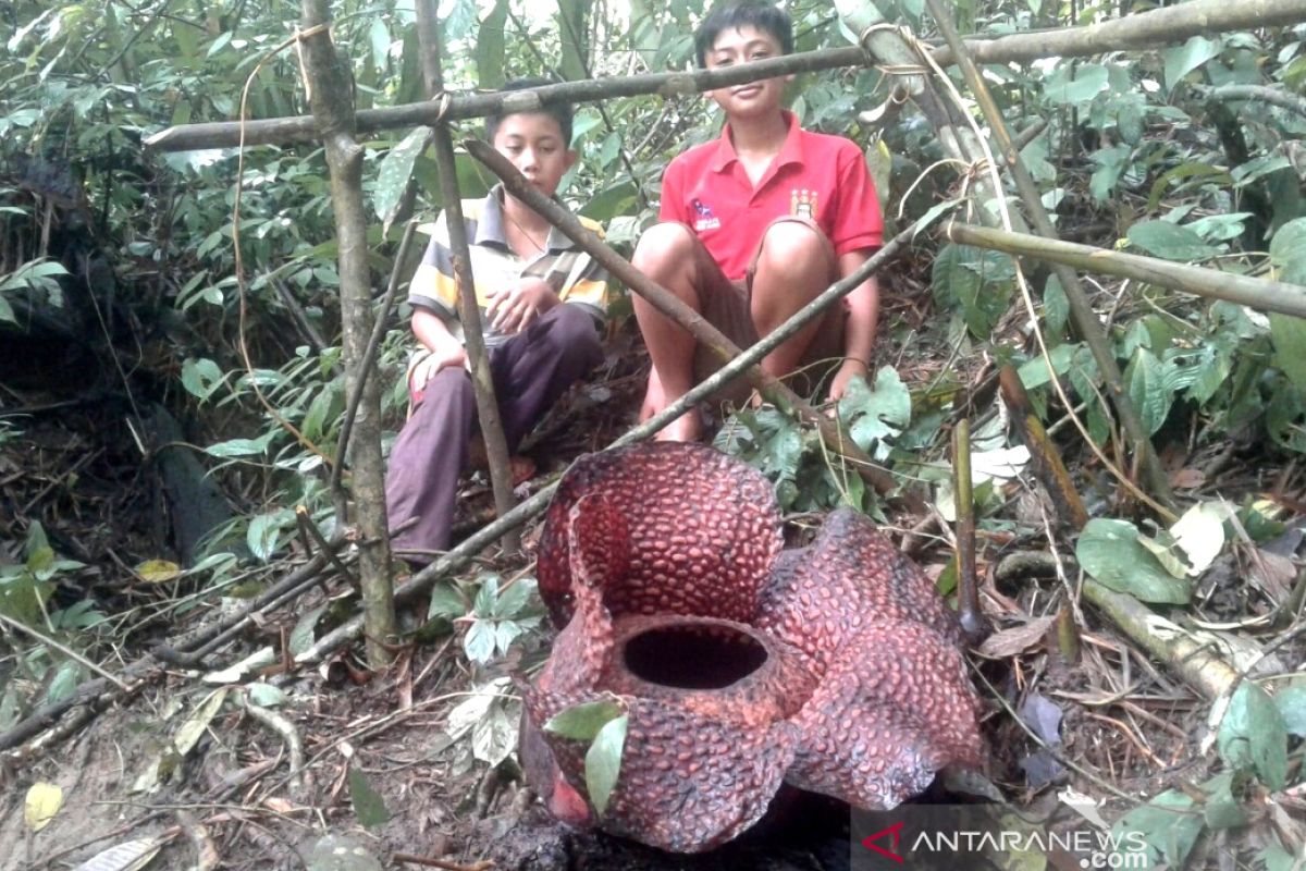 Bunga rafflesia arnoldi mekar di Desa Tanjung Alam Kepahiang ramai dikunjungi