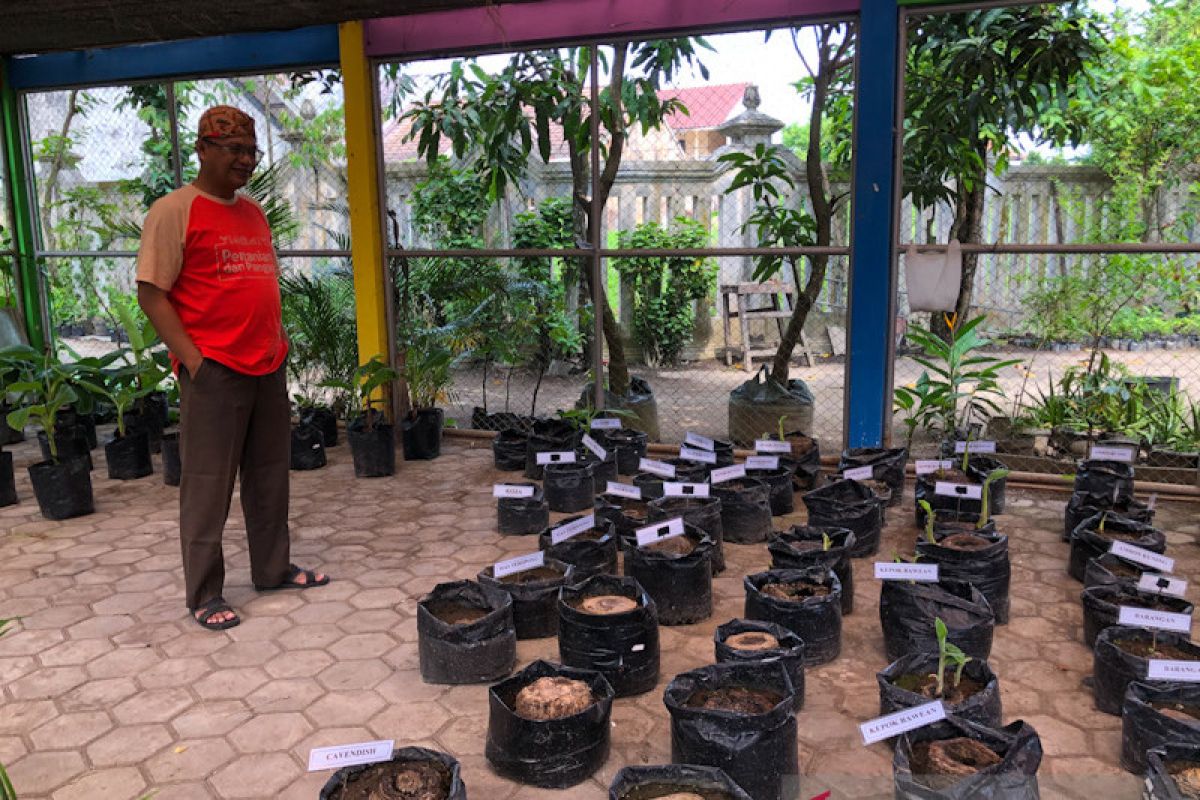 Persediaan bibit pisang di Kebun Plasma Nutfah Yogyakarta menipis