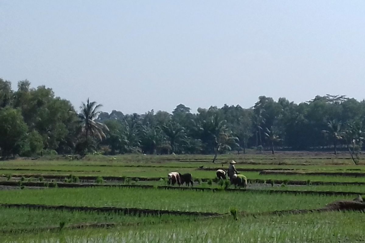 Bulog serap gabah petani jaga stabilitas pangan