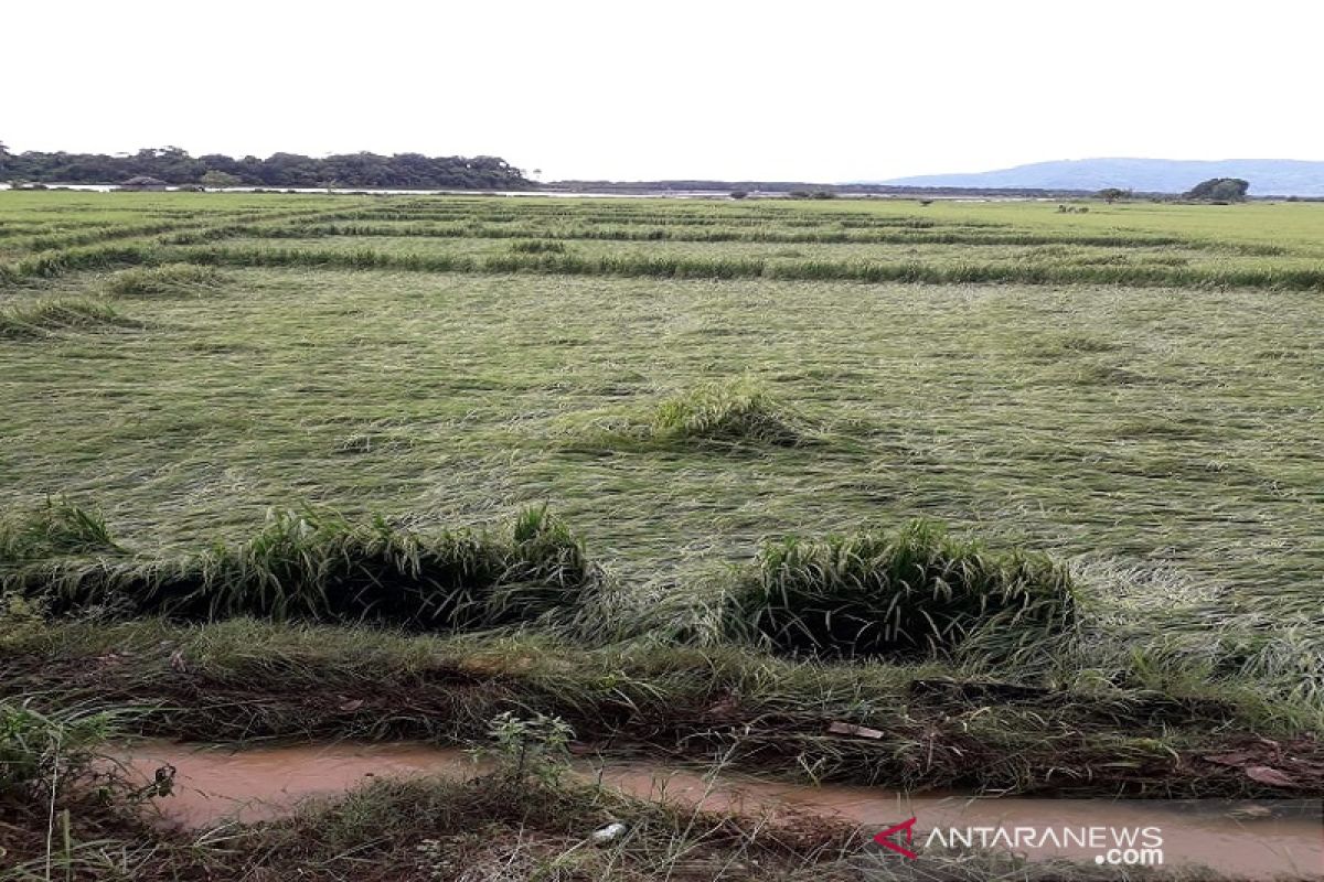 Gara-gara intensitas hujan tinggi, padi siap panen di Bombana rusak