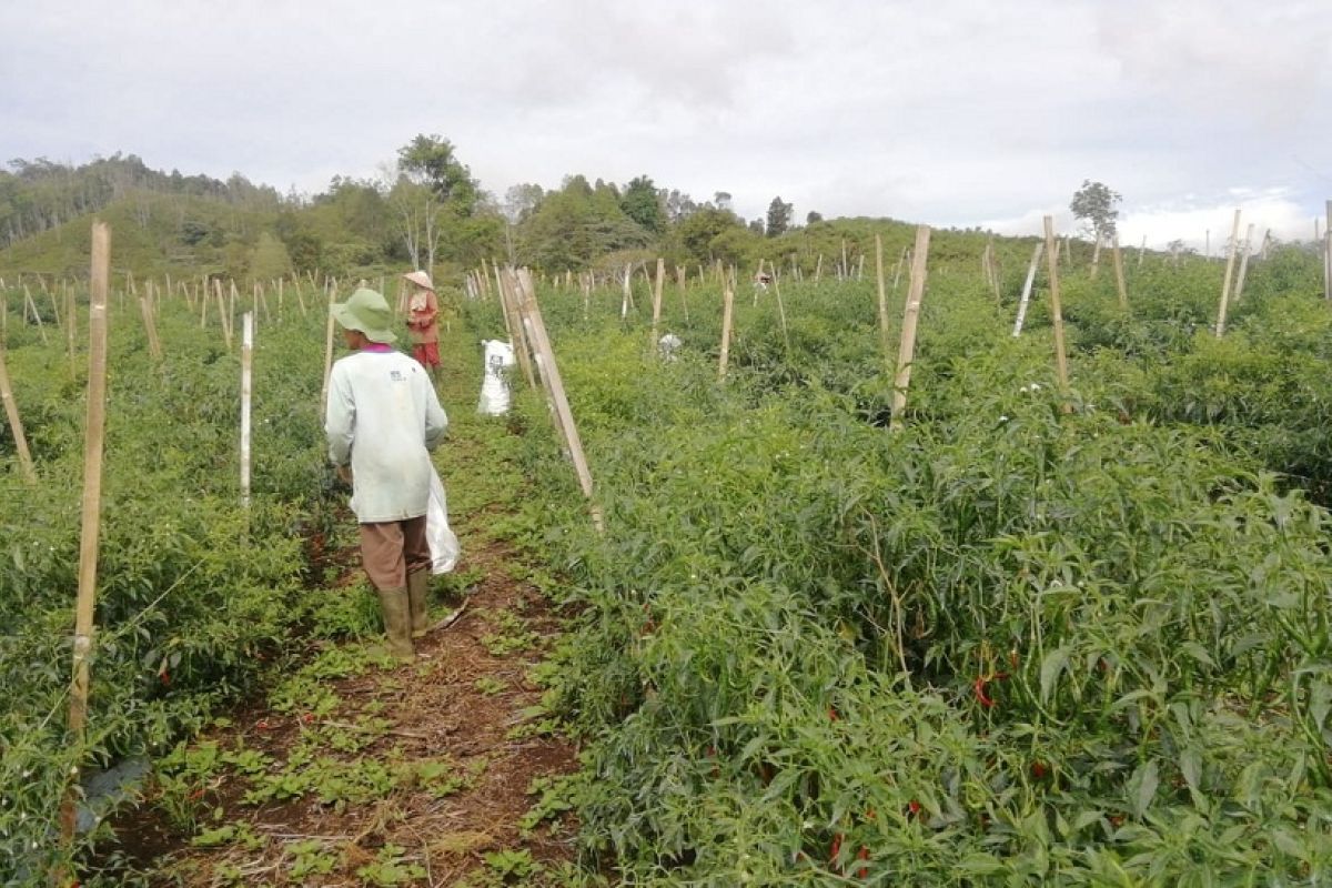 Di tegah pandemi COVID-19, panen cabai petani Siulak Kerinci berlimpah