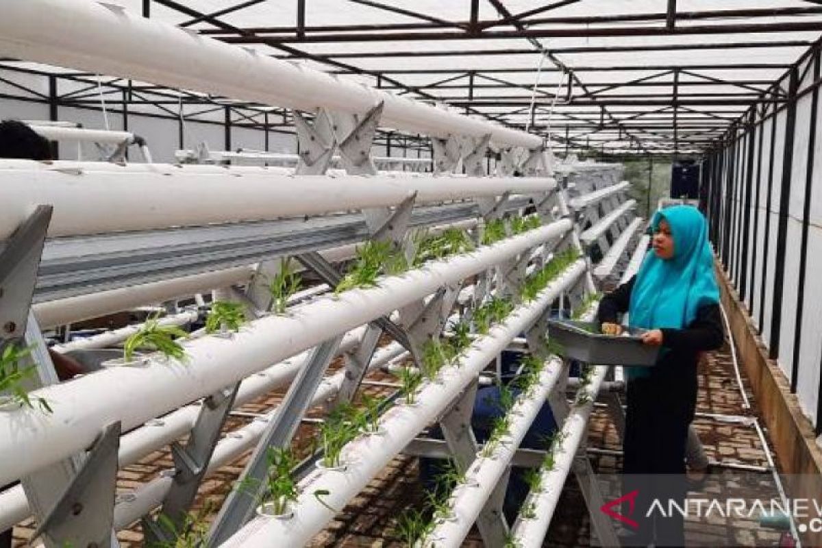 Bidik petani milenial, Polbangtan Medan kembangkan hidroponik modern