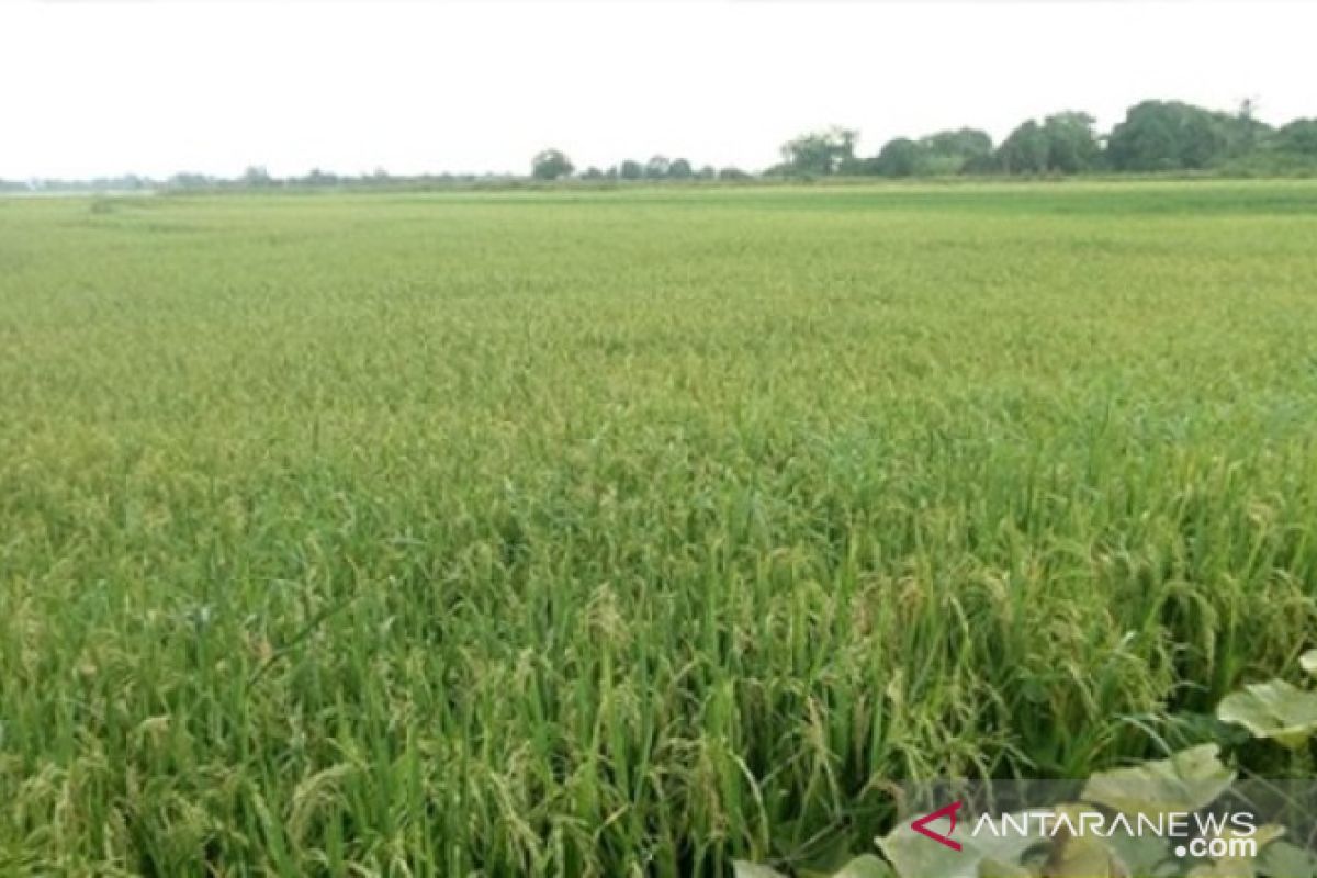 Ratusan hektare lahan persawahan di Kabupaten Penajam Paser Utara hilang