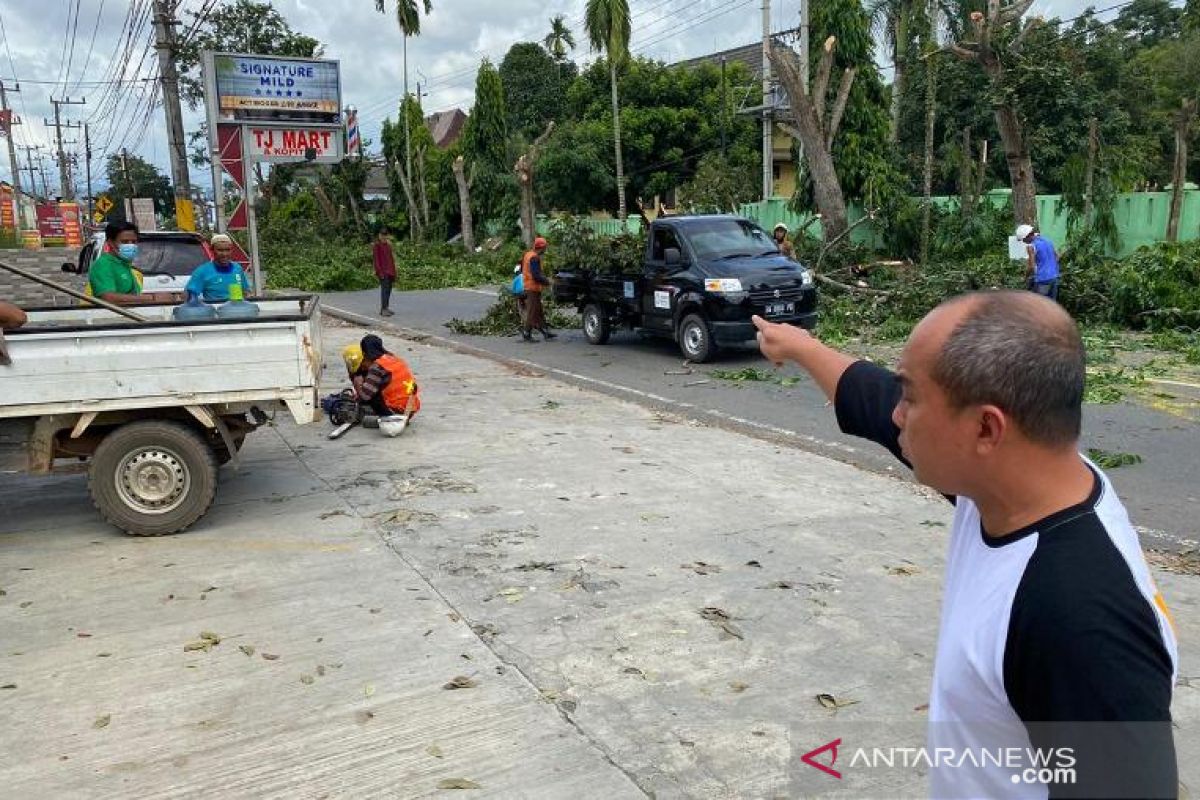 Pemkot Pangkalpinang protes penebangan pohon oleh PLN