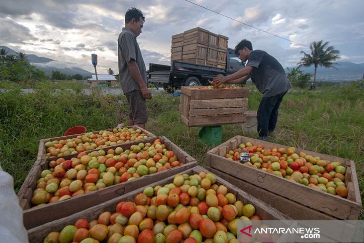 Petani Sigi  panen tomat di tengah pandemi COVID-19