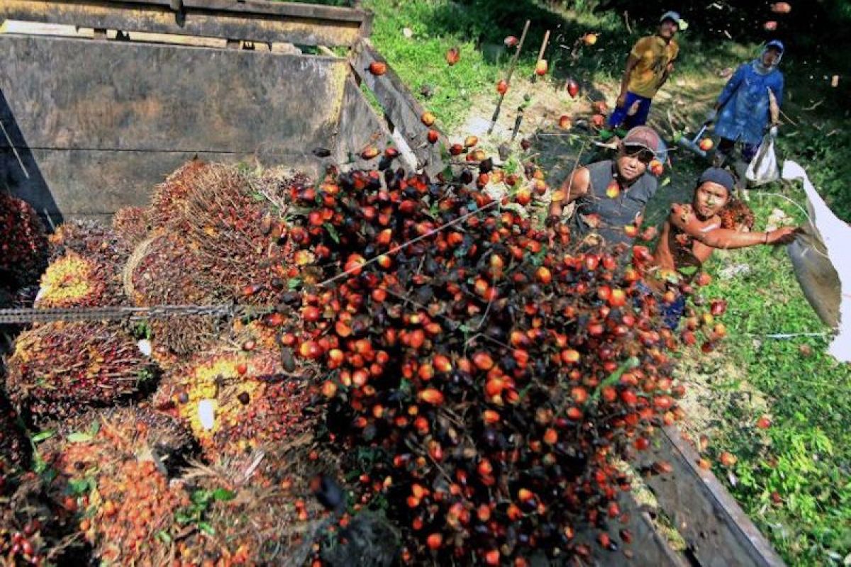 Konsumsi minyak sawit dalam negeri tetap tumbuh di tengah pandemi, tercatat 7,2 persen kuartal I