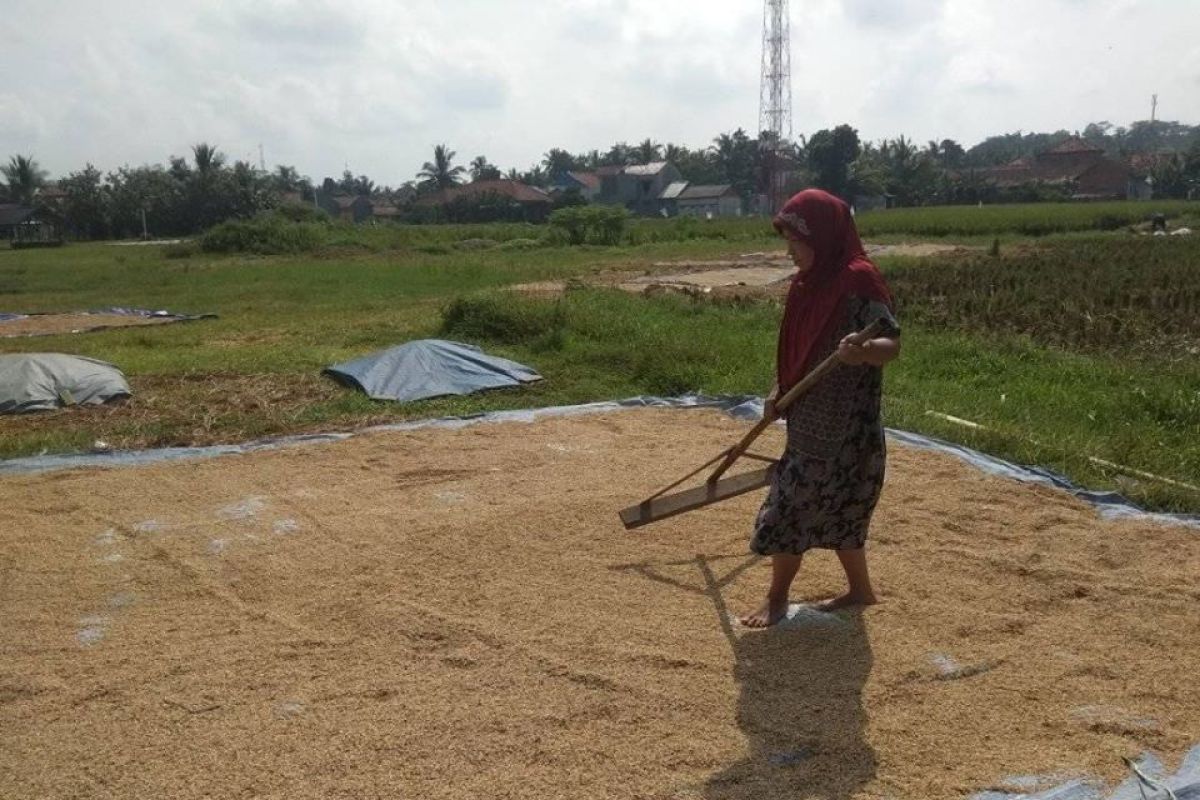 Panen padi melimpah di Lebak