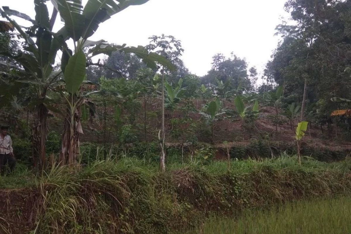 Babi hutan bergerombol merusak ladang pertanian di Lebak