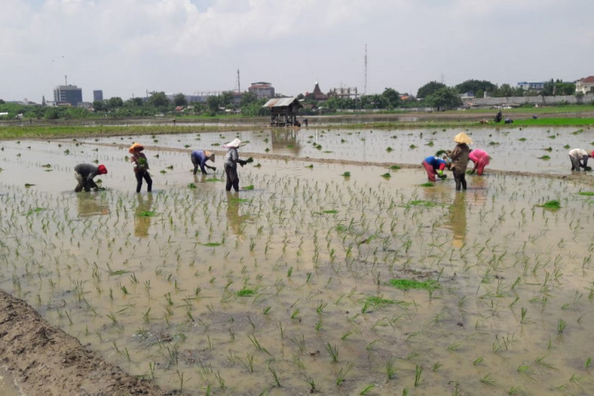 Kelompok tani di DKI Jakarta menanam padi saat pandemi