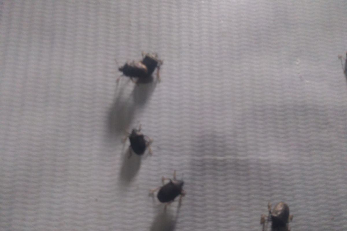 Kumbang Lembing serang pemukiman warga Labuhanbatu