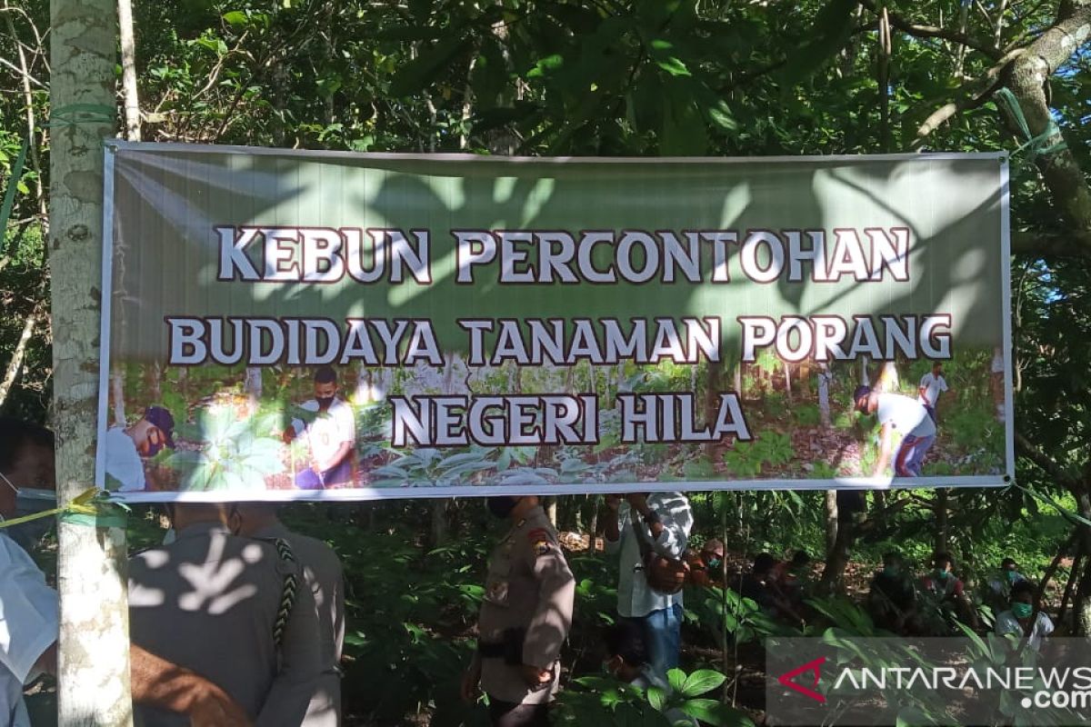 Kapolda Maluku tinjau budidaya tanaman porang di Desa Hila