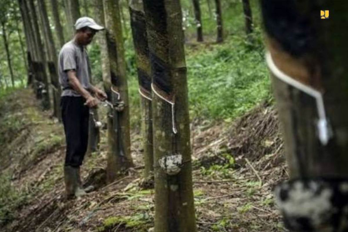 PUPR diminta lanjutkan pembelian karet petani pasca-COVID