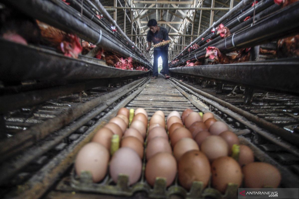 Harga telur ayam di Putussibau capai Rp3.500/butir