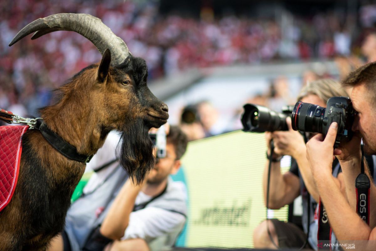 Maskot Cologne tidak hadir saat Bundesliga kembali digelar