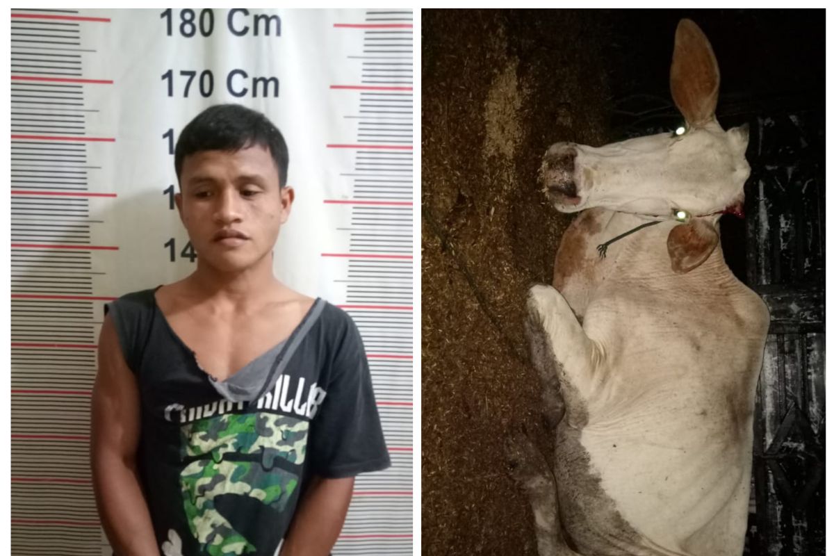 Polisi Salapian Langkat tangkap karyawan kebun pencuri lembu