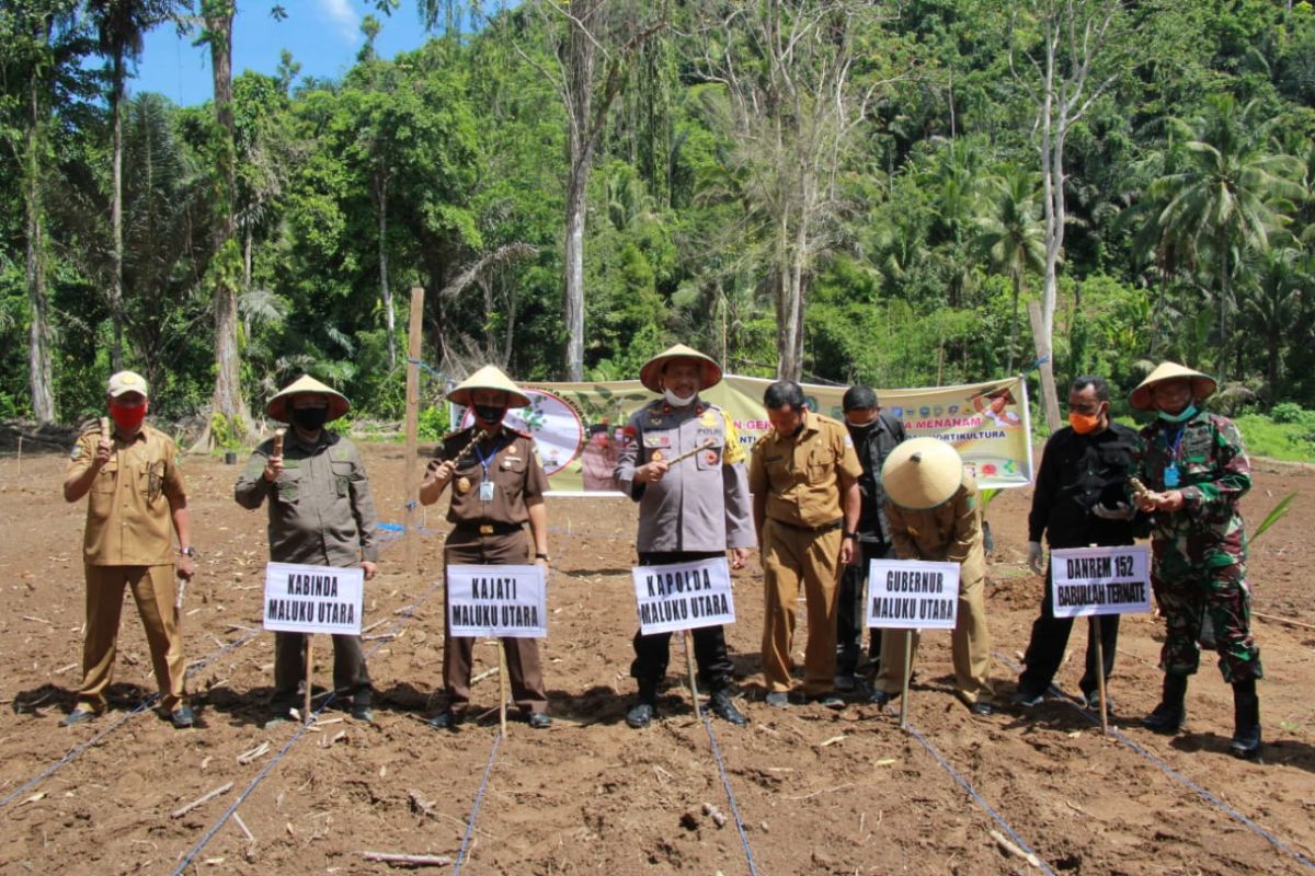 Pemprov Malut canangkan gerakan tanam hortikultura