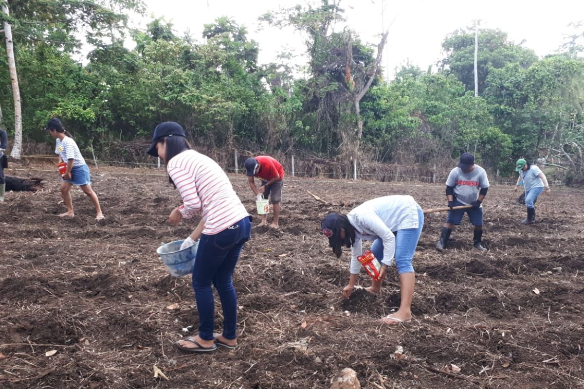 Dinas Pangan dan Pertanian Sitaro Ajak Masyarakat Gemar Menanam