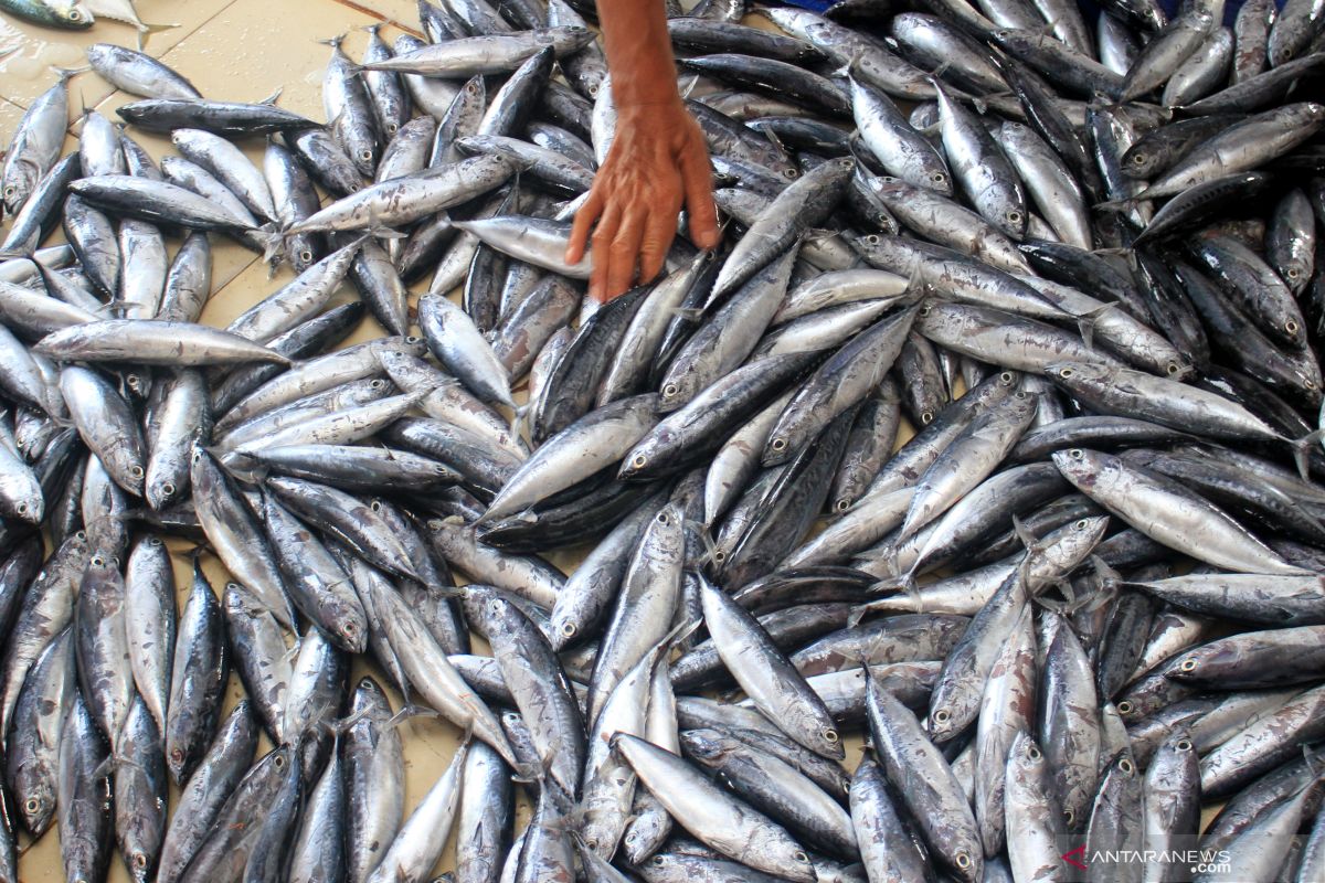 Hoaks, penyakit baru lewat ikan tongkol dan tembang