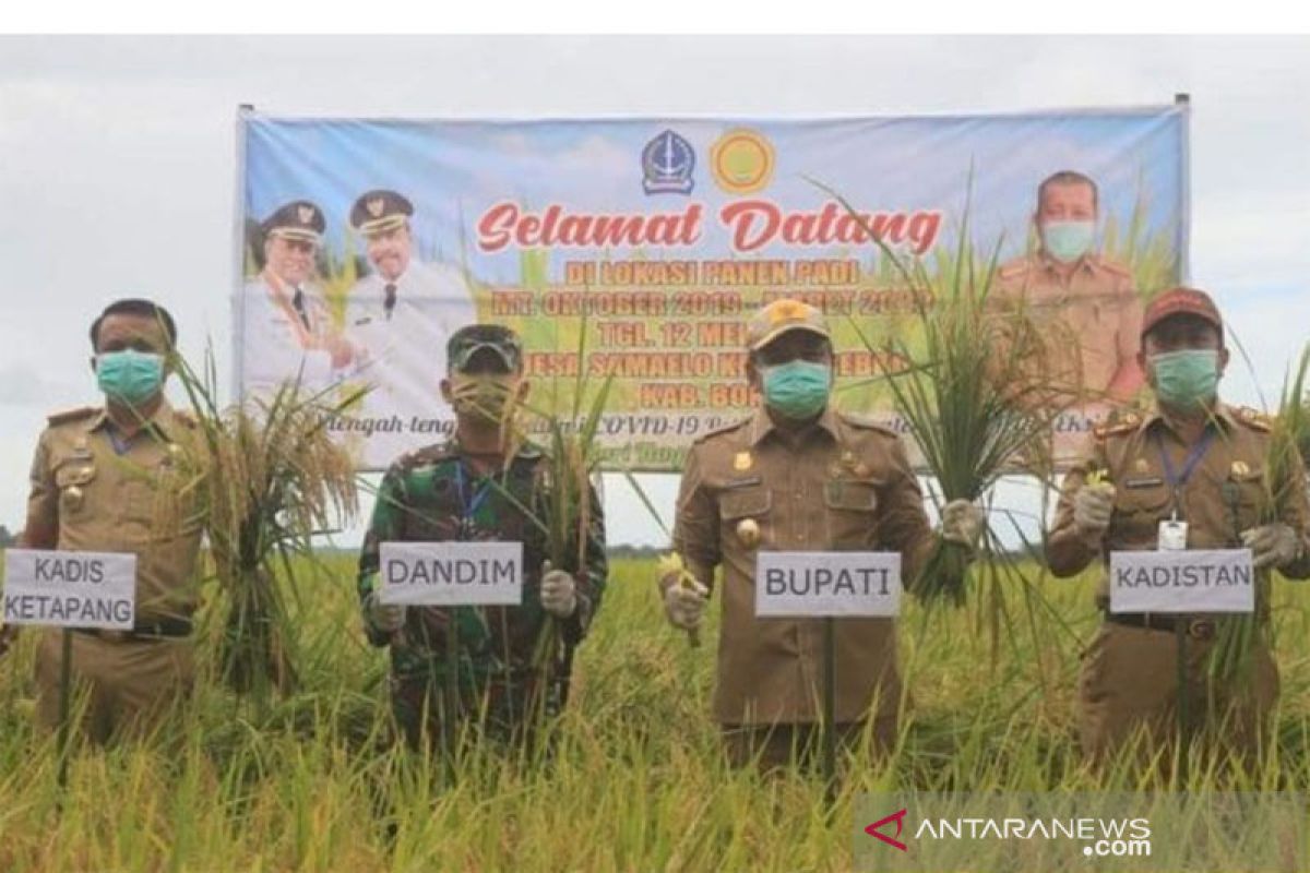 Kabupaten Bone panen raya di tengah pandemik COVID-19